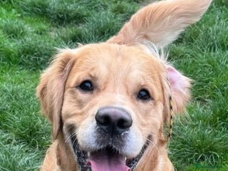 Golden Retriever dogs - Advert 7