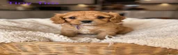 Cavapoo dogs for sale: Pedigree Cavapoo puppies health tested READY NOW - Advert 10