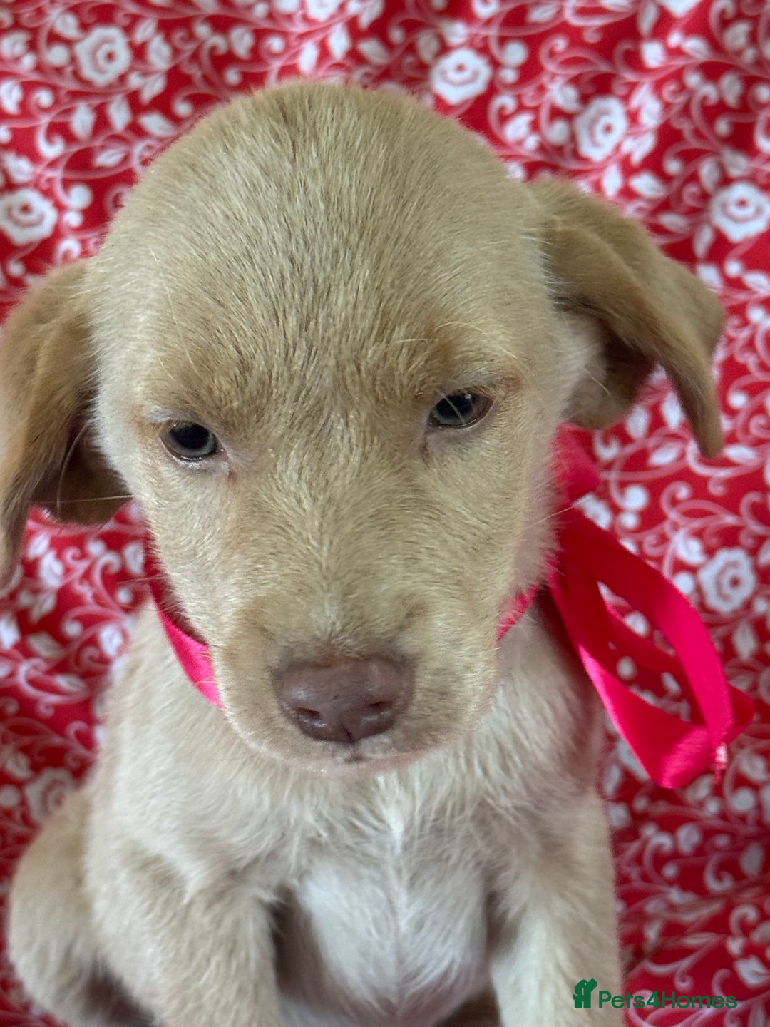 Labrador Retriever dogs for sale: Kc reg SILVER AND CHAMPAGNE LABRADORS  - Image 6
