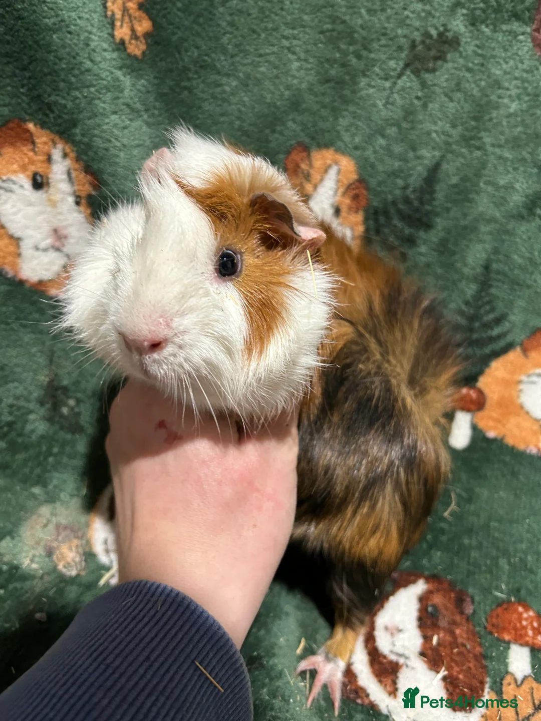 Guinea Pig rodents for sale: Baby Male Guinea pigs  - Advert 5
