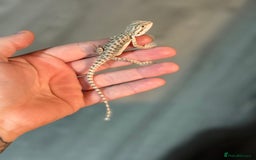 Bearded Dragon reptiles for sale: Bearded Dragon babies - Advert 7