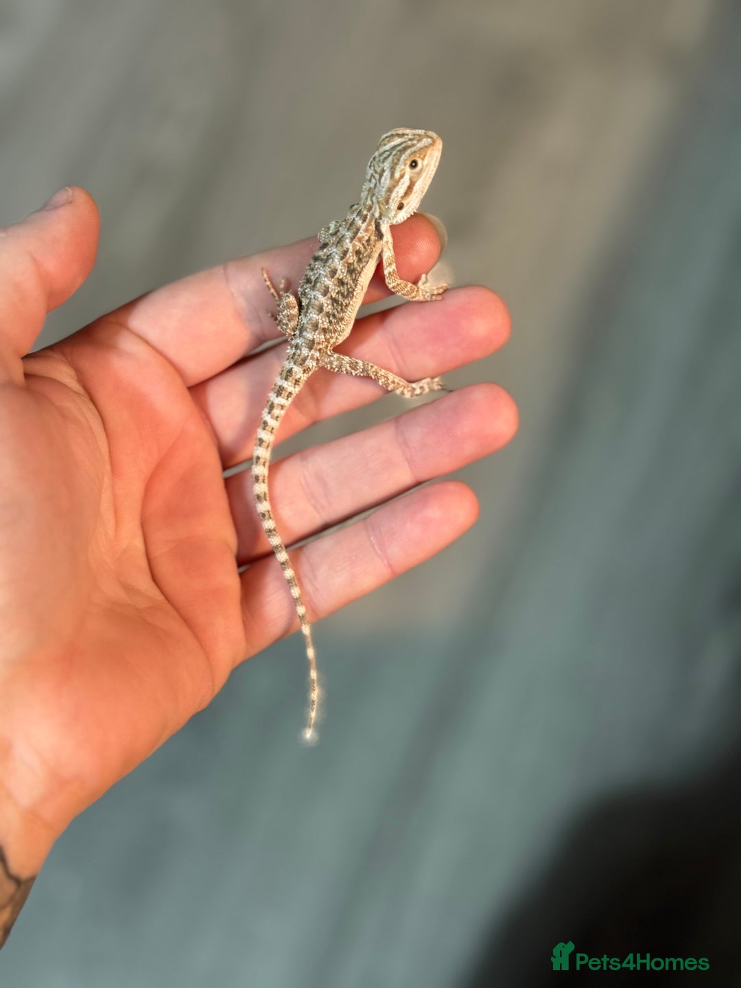 Bearded Dragon reptiles for sale: Bearded Dragon babies - Advert 7