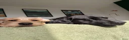 Mixed Breed dogs for sale: Crowley – Loving Lab×GWP Seeking Experienced Home in Bradford - Advert 4