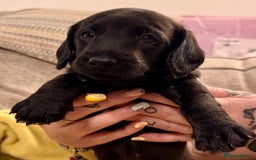 Mixed Breed dogs for sale: 1 Beautiful DoxiPoo Boy left!  - Image 1