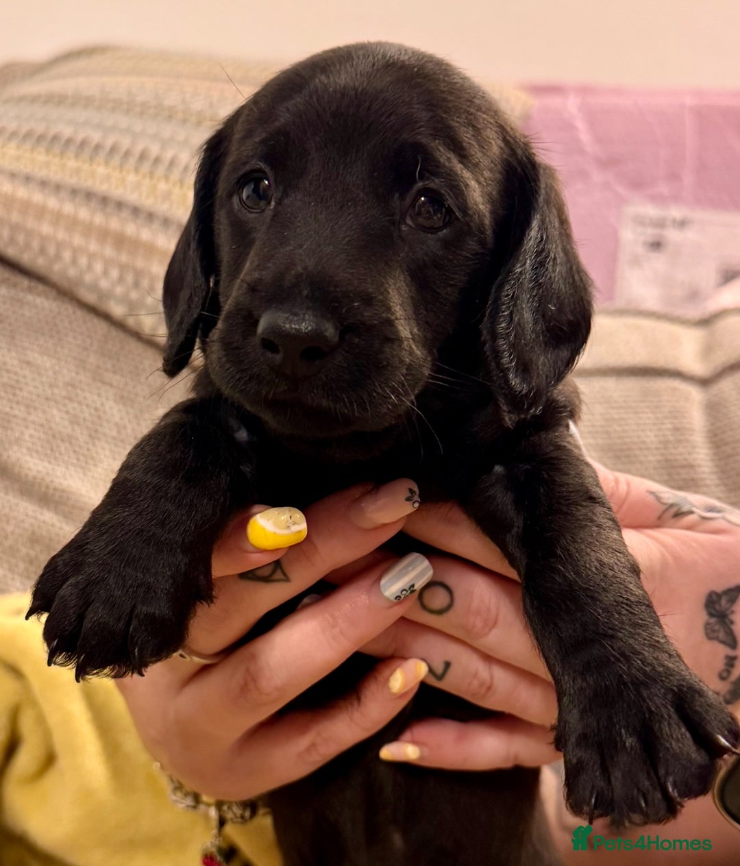 Mixed Breed dogs for sale: 1 Beautiful DoxiPoo Boy left!  - Image 1