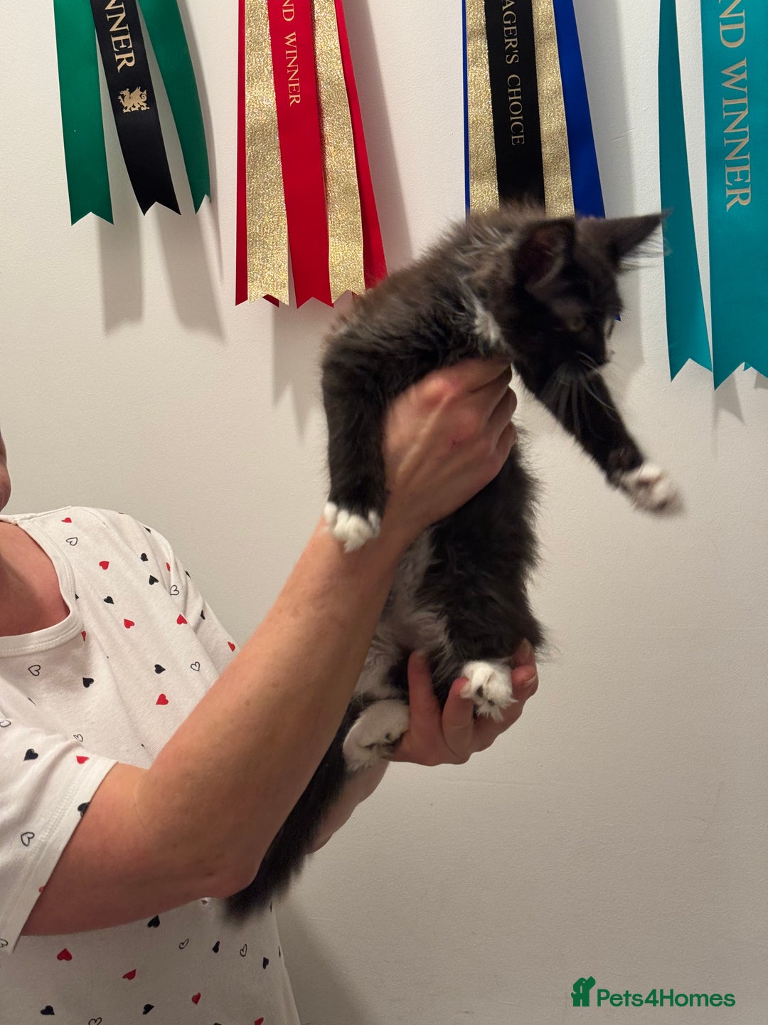 Maine Coon cats for sale: Gorgeous Maine Coon Girl by Gr. Champions For Sale - Advert 5