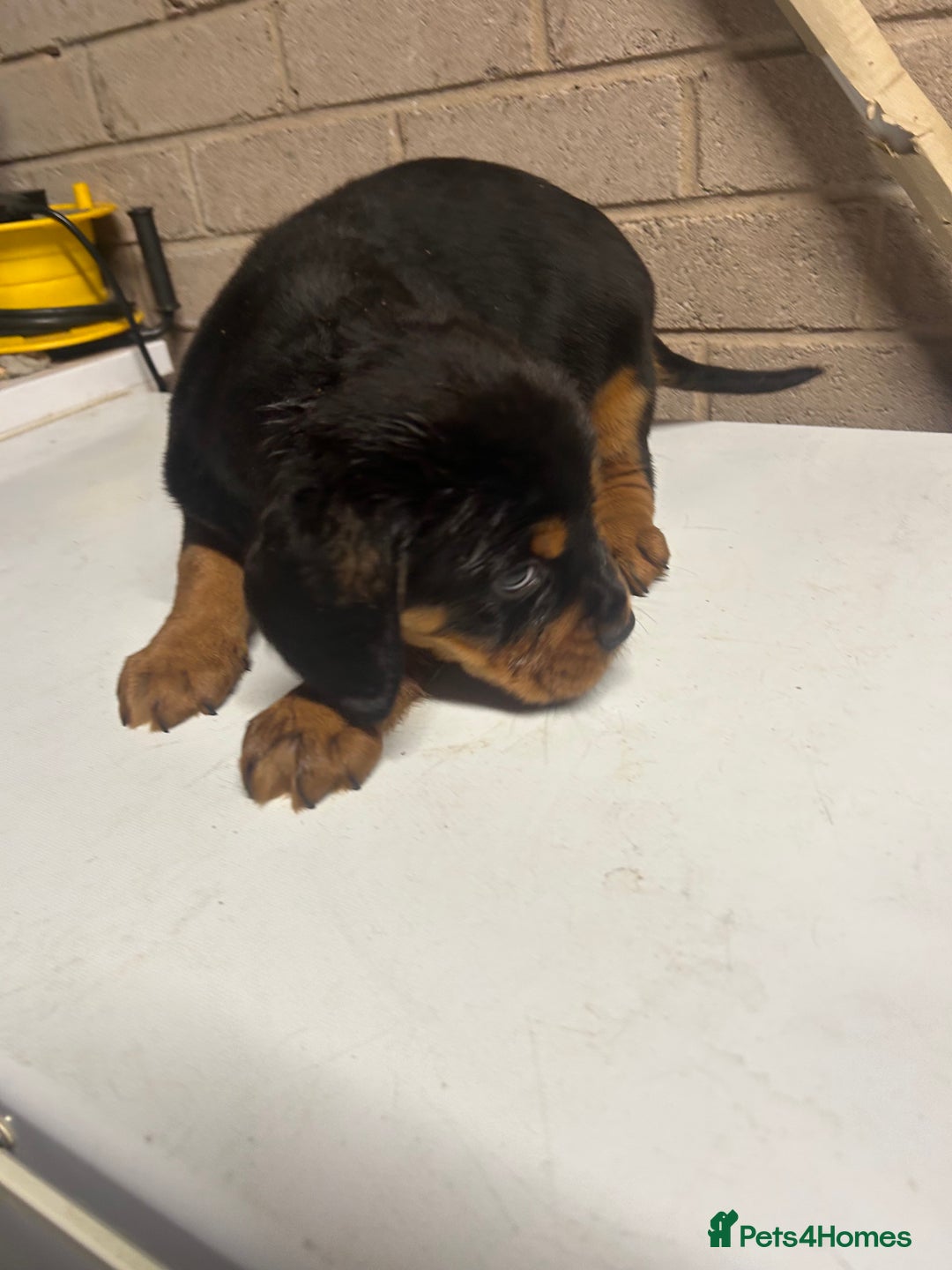 Mixed Breed dogs for sale: Cocker spaniel/Rottweiler  - Advert 4