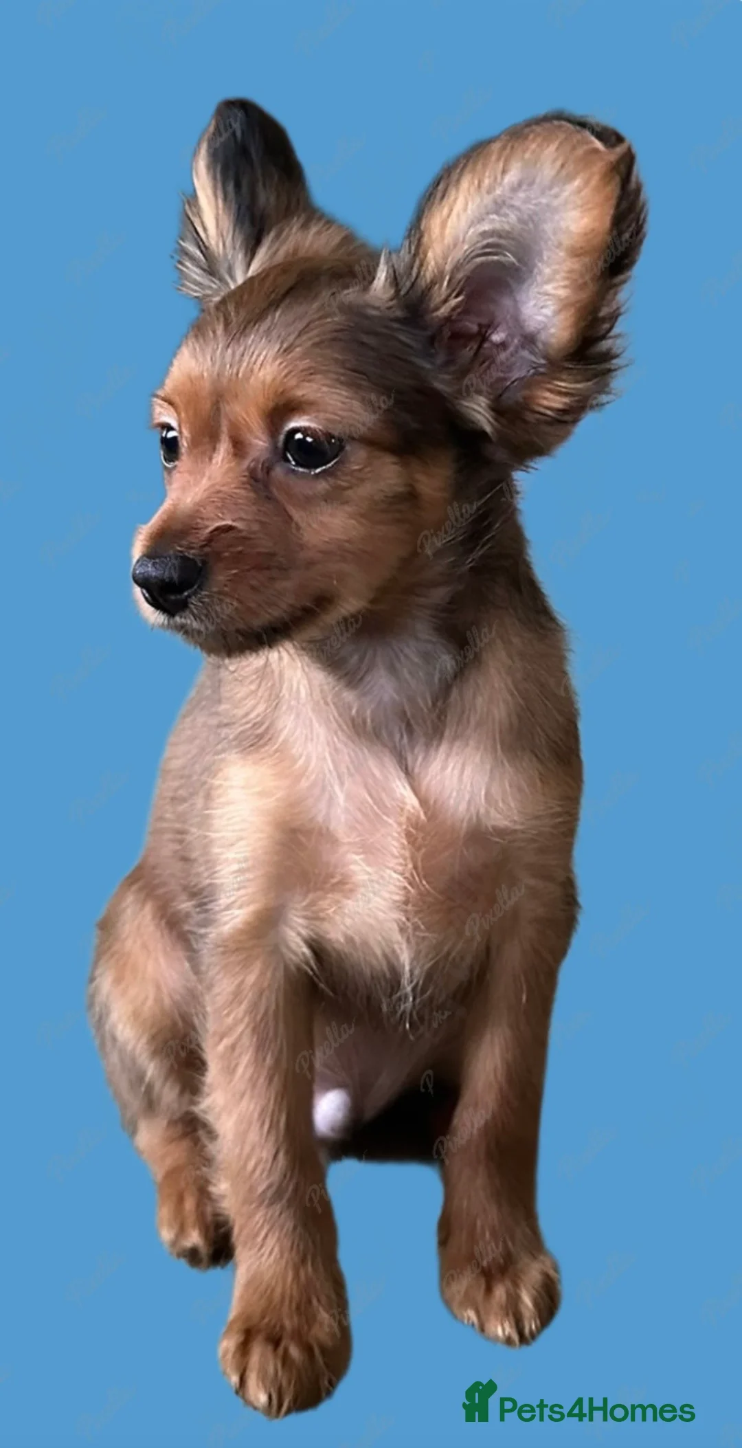 Russian Toy Terrier dogs for sale: Beautiful male Russian Toy puppy - Advert 3