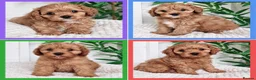 Cavapoo dogs for sale: Gorgeous cavapoo puppies from DNA tested parents - Advert 34