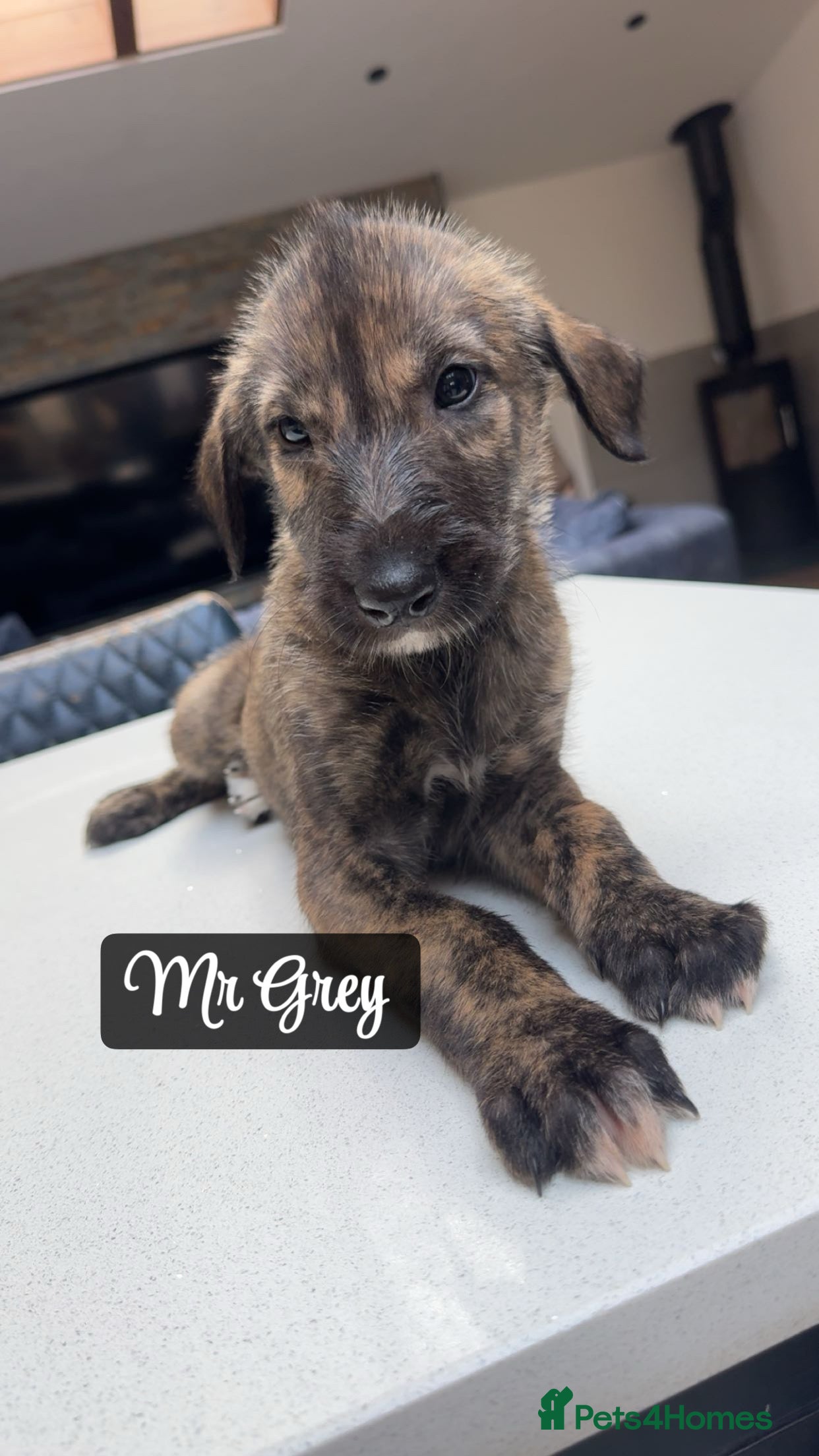 Irish Wolfhound dogs KC reg exceptional Irish Wolfhound Puppies - Advert 2