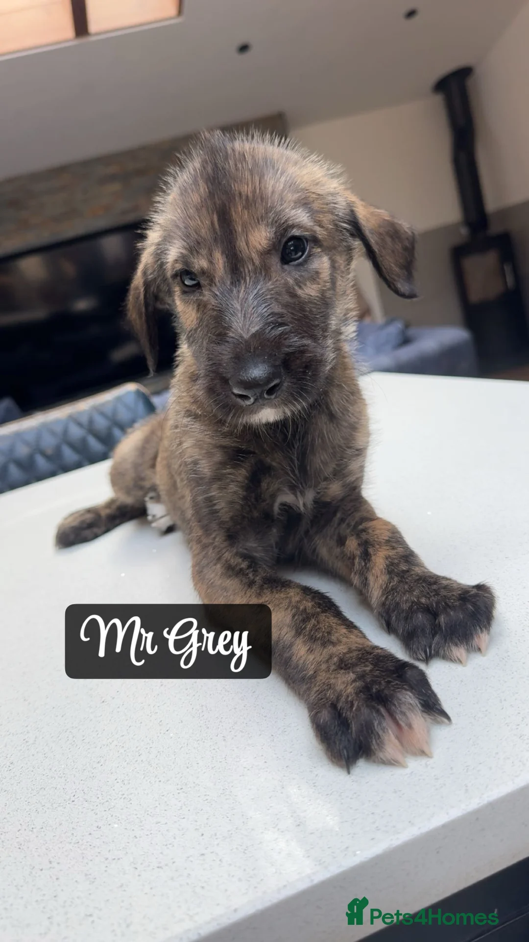 Irish Wolfhound dogs for sale: KC reg exceptional Irish Wolfhound Puppies - Advert 1