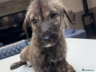 Irish Wolfhound dogs KC reg exceptional Irish Wolfhound Puppies - Advert 2