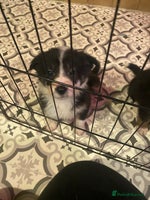 Border Collie dogs Border collie pups - Advert 1