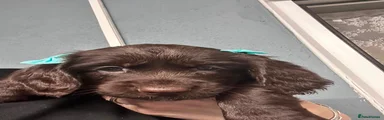 Cocker Spaniel 3