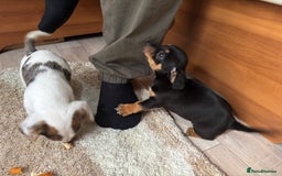 Jack Russell dogs for sale: Jack Jackrussle puppies  - Image 5