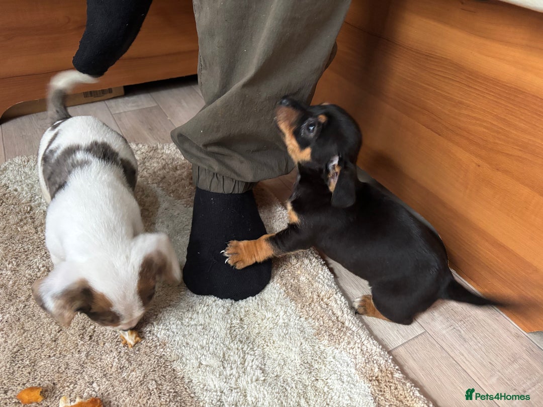 Jack Russell dogs for sale: Jack Jackrussle puppies  - Image 5