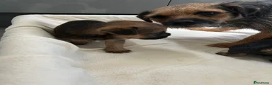 Border Terrier 3