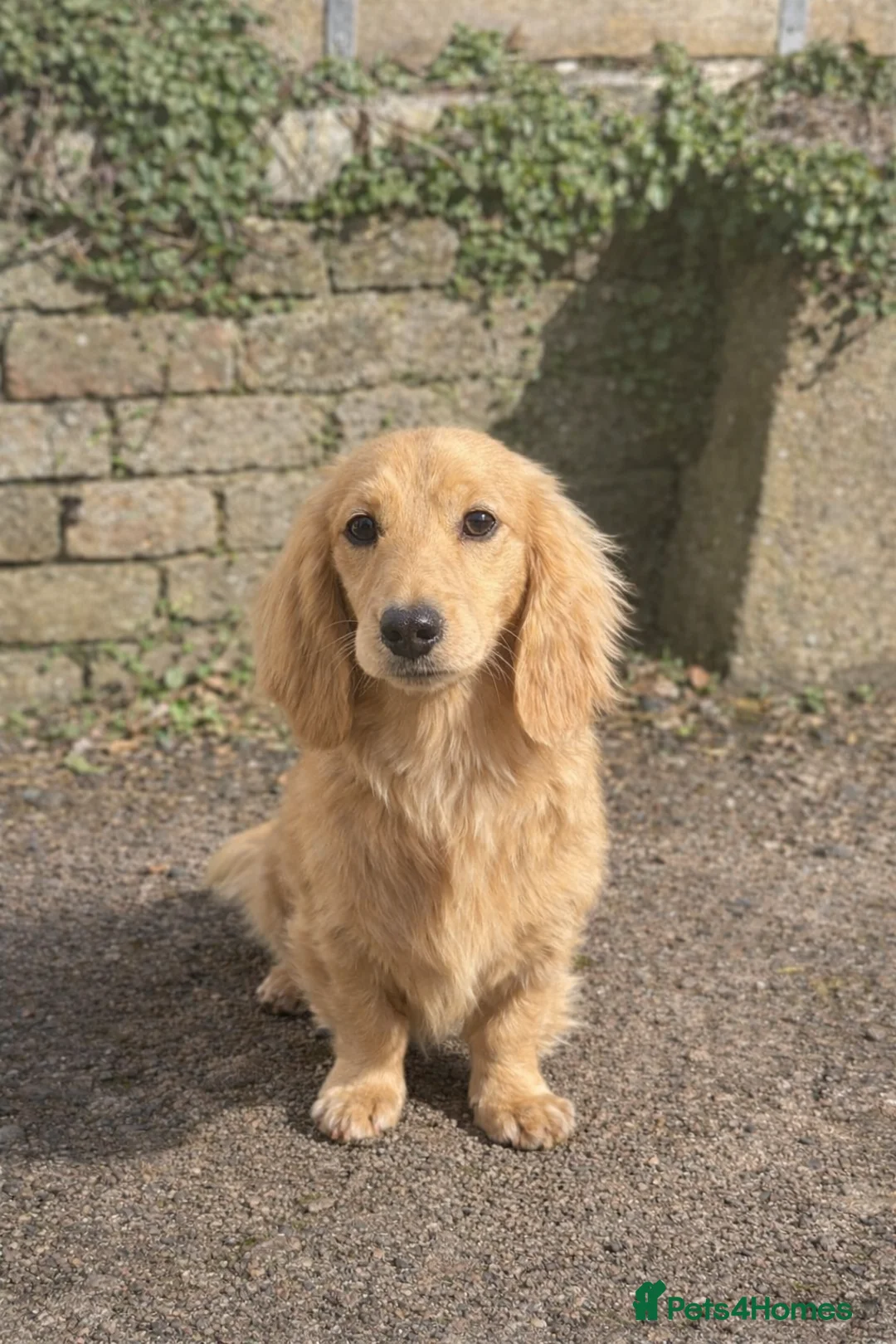 Miniature Dachshund dogs for stud: Miniature cream long haired dachshund (KC REG) - Advert 2