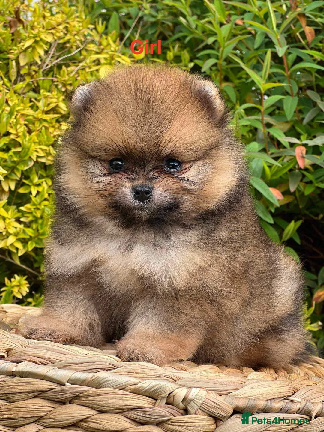 Pomeranian dogs for stud: 4 time Champion KC proven, 1,9kg 🏆 in Amersham - Advert 12