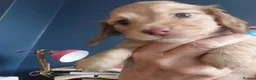 Miniature Dachshund dogs for sale: Gorgeous long-haired Miniature Dachshund Puppies - Advert 9