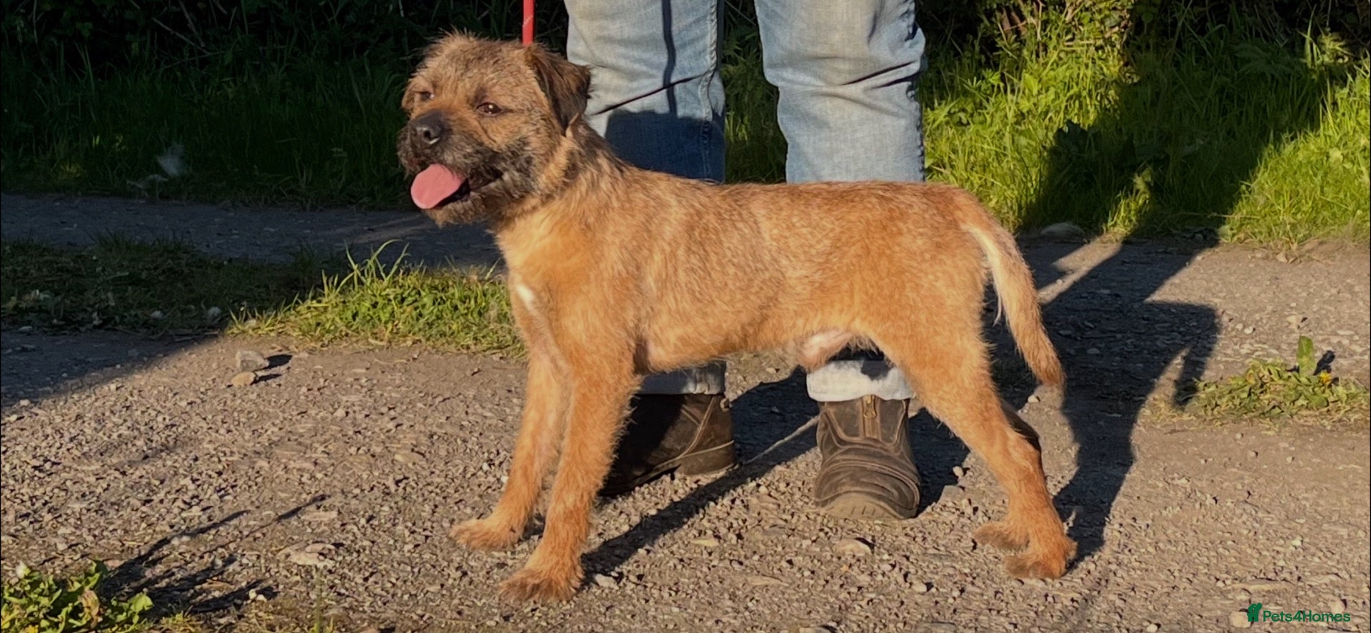 Border Terrier dogs Kc registered border terriers  - Advert 2