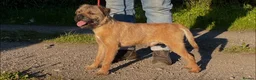 Border Terrier dogs for sale: Kc registered border terriers  - Advert 1