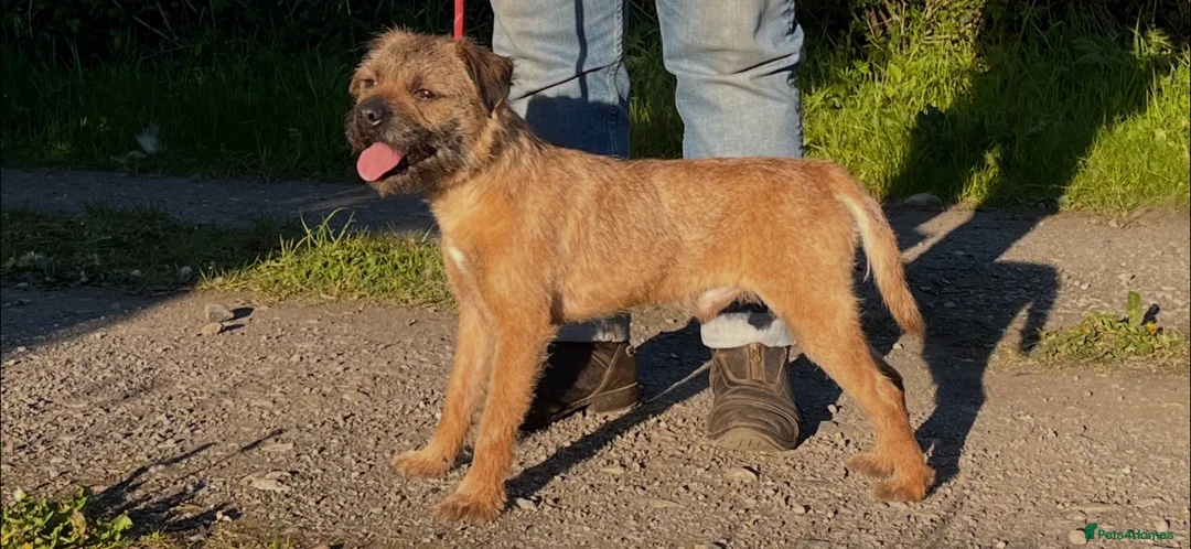 Border Terrier dogs for sale: Kc registered border terriers  - Advert 1