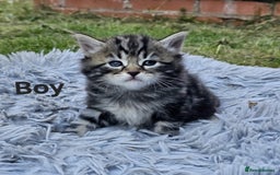 Maine Coon cats for sale: 8 weeks old 4 male 1 female ready to go new homes  - Image 8