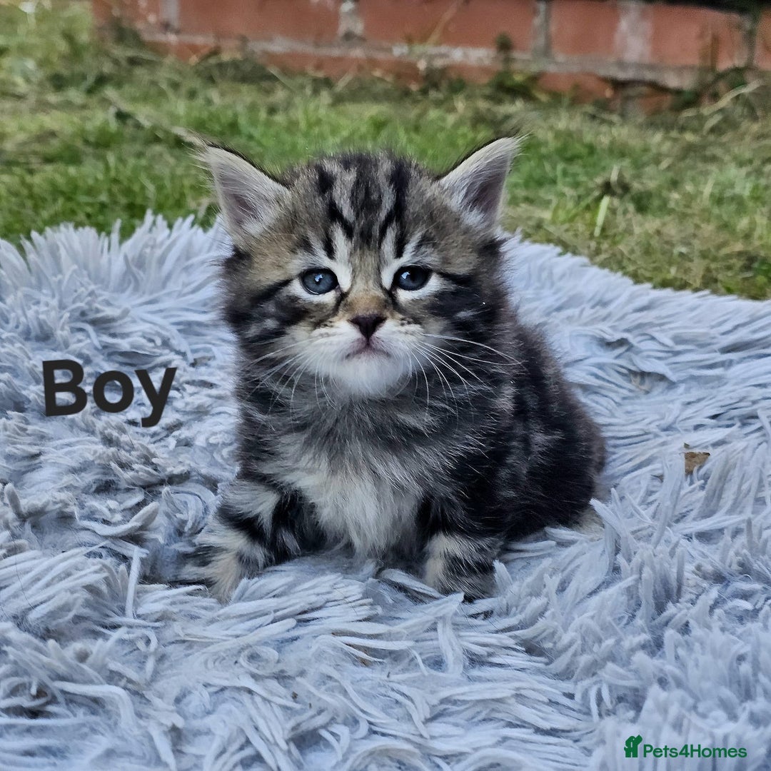 Maine Coon cats for sale: 8 weeks old 4 male 1 female ready to go new homes  - Image 8