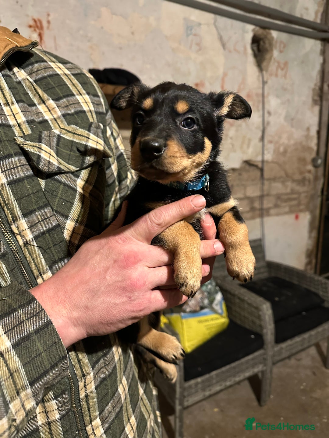 Australian Kelpie dogs for sale: Australian Kelpie Puppies - Advert 1