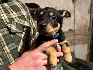 Australian Kelpie dogs Australian Kelpie Puppies - Advert 12