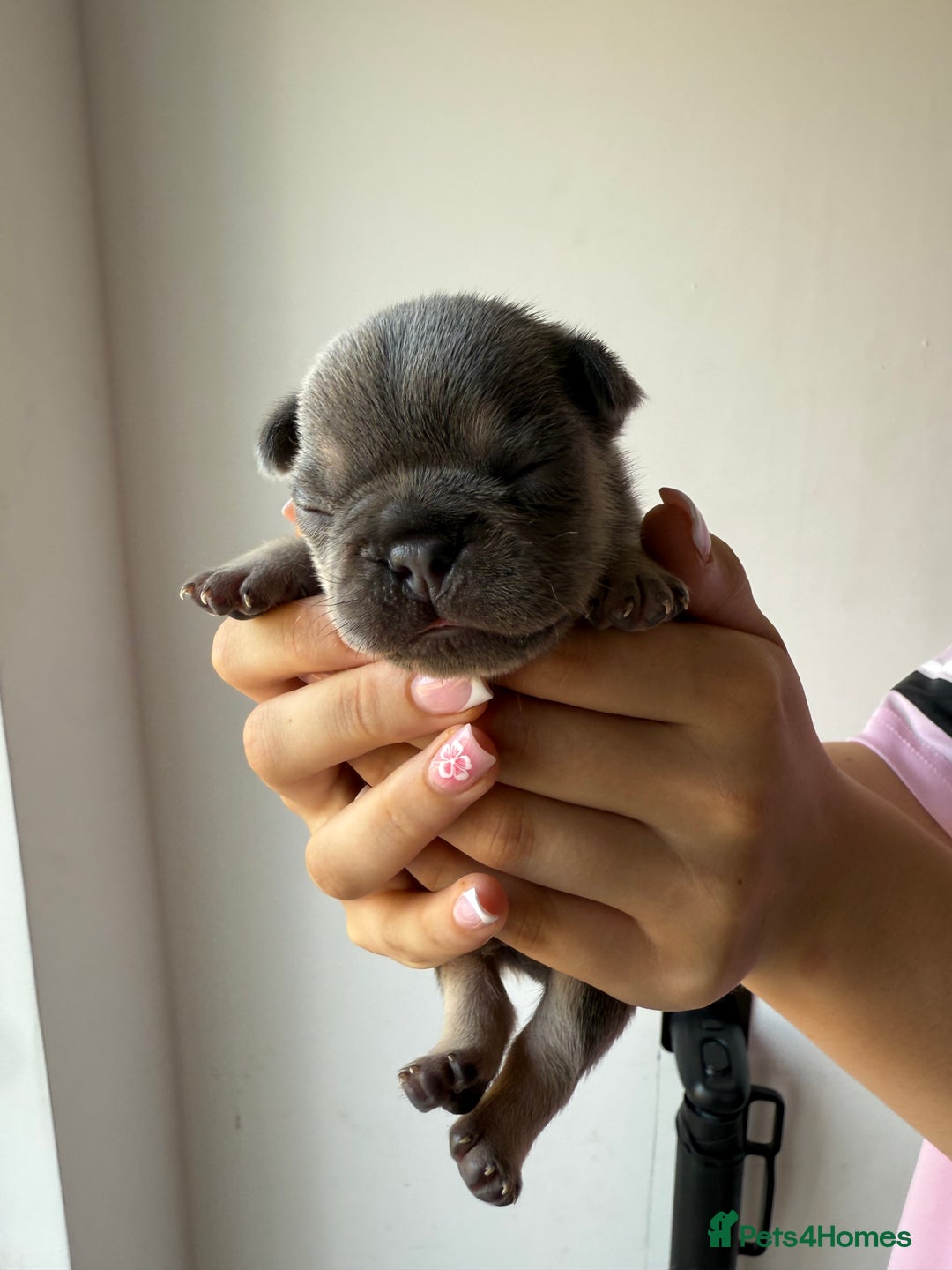 French Bulldog dogs for sale: French bull dogs for sale  - Image 4