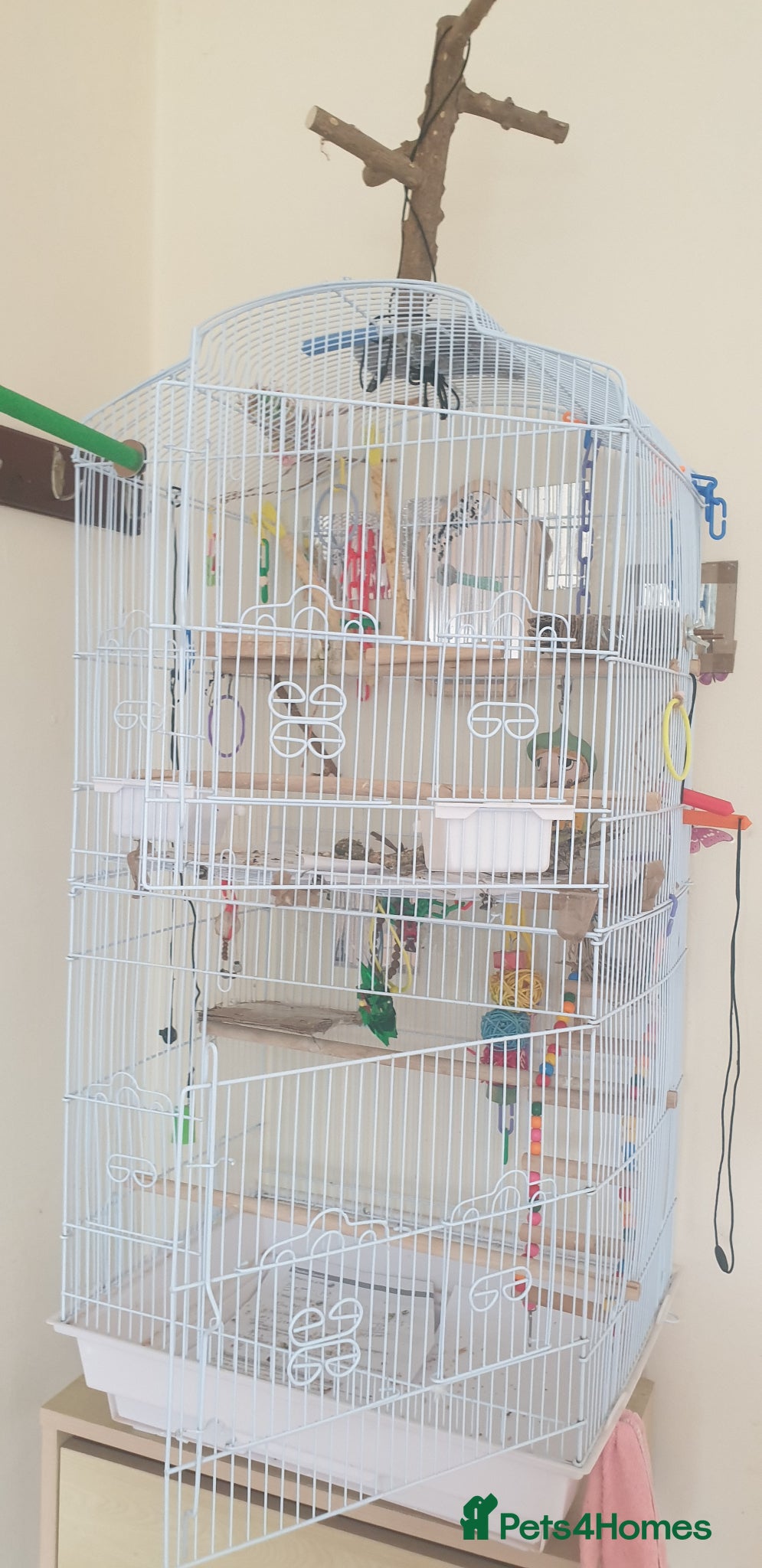 Cockatiels birds Tamed Cockatiel  - Advert 11