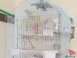 Cockatiels birds Tamed Cockatiel - Advert 11