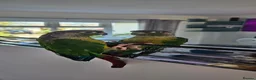 Conures birds for sale: Conure very tame for sale with cage in Canvey Island - Advert 2