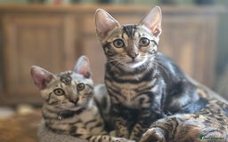 Bengal cats for sale: Beautiful Bengal Kittens Ready for Forever Homes - Image 5