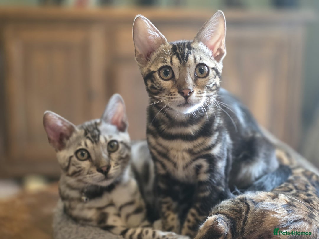 Bengal cats for sale: Beautiful Bengal Kittens Ready for Forever Homes - Image 5