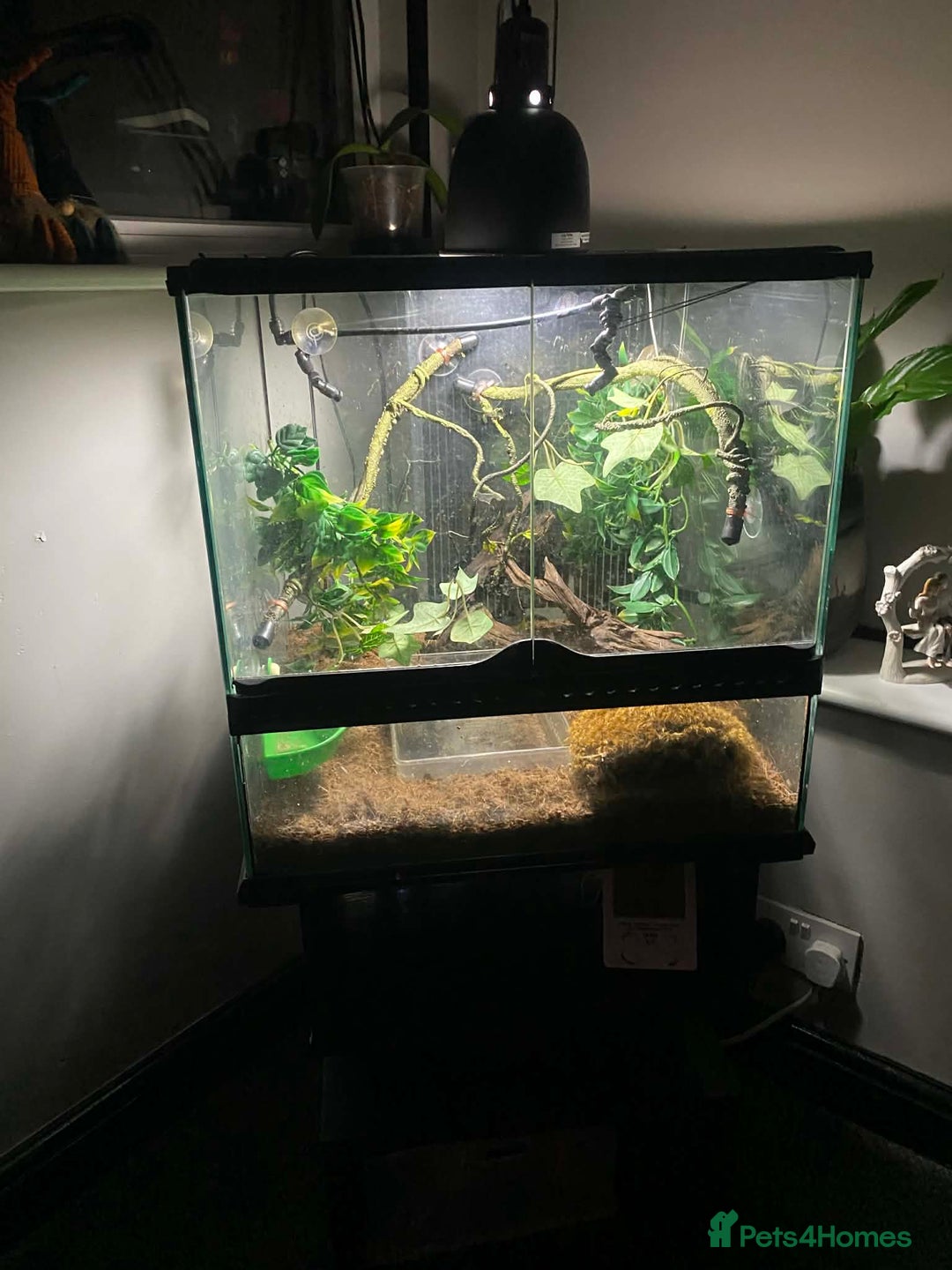 Mixed Breed invertebrates for sale: Two Tree Frogs & Everything Included - Advert 7