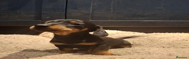 Miniature Dachshund Puppy 1