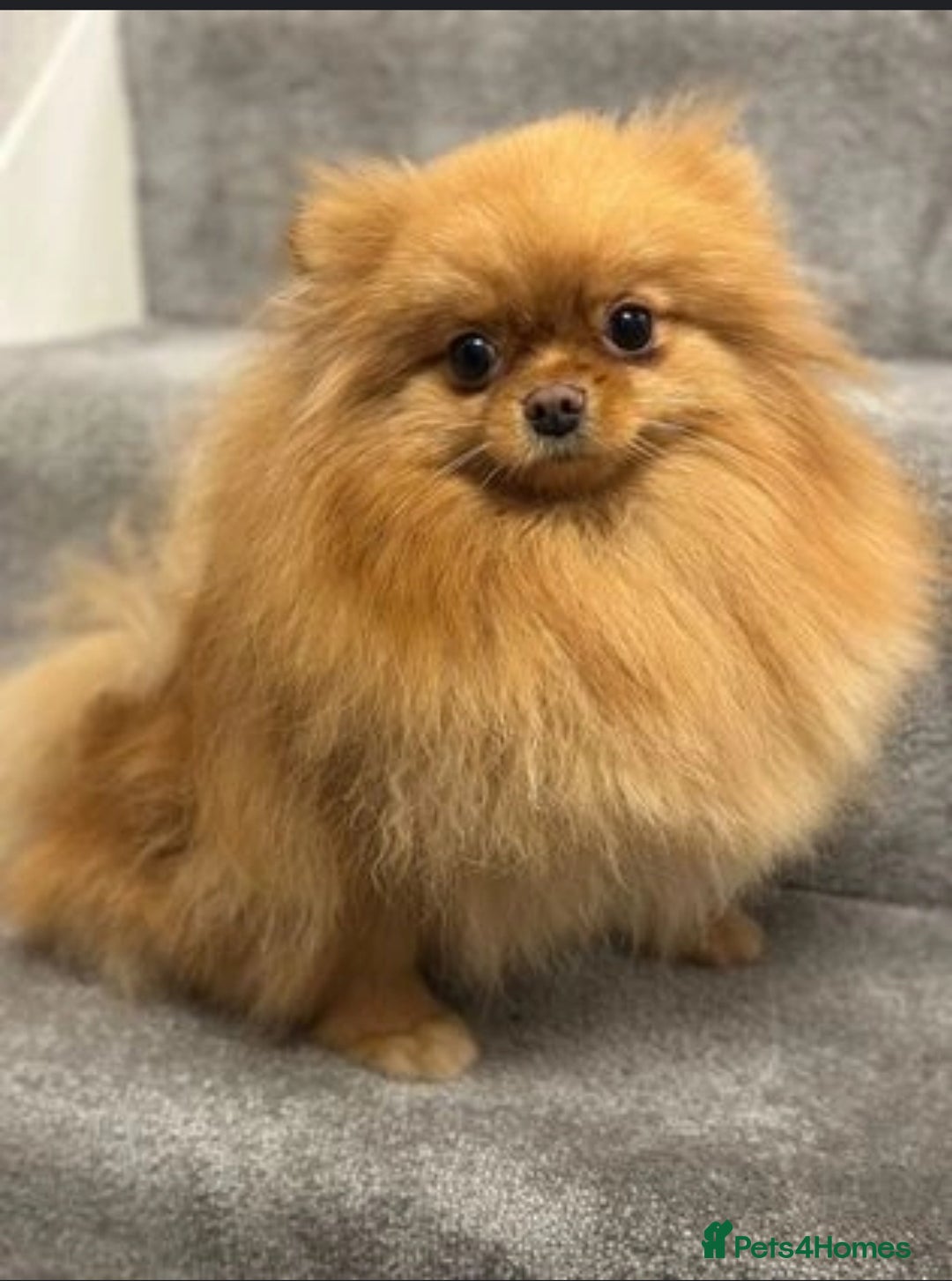 Pomeranian dogs for sale: Loving Pomeranian looking for a new home   - Advert 2