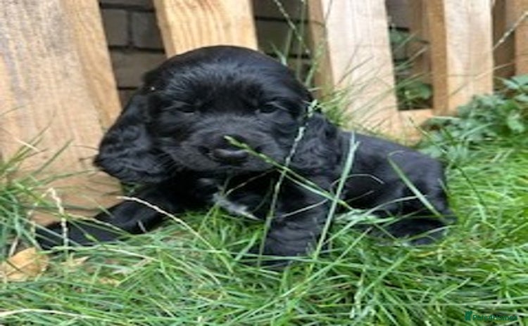 Cocker Spaniel dogs - Advert 14