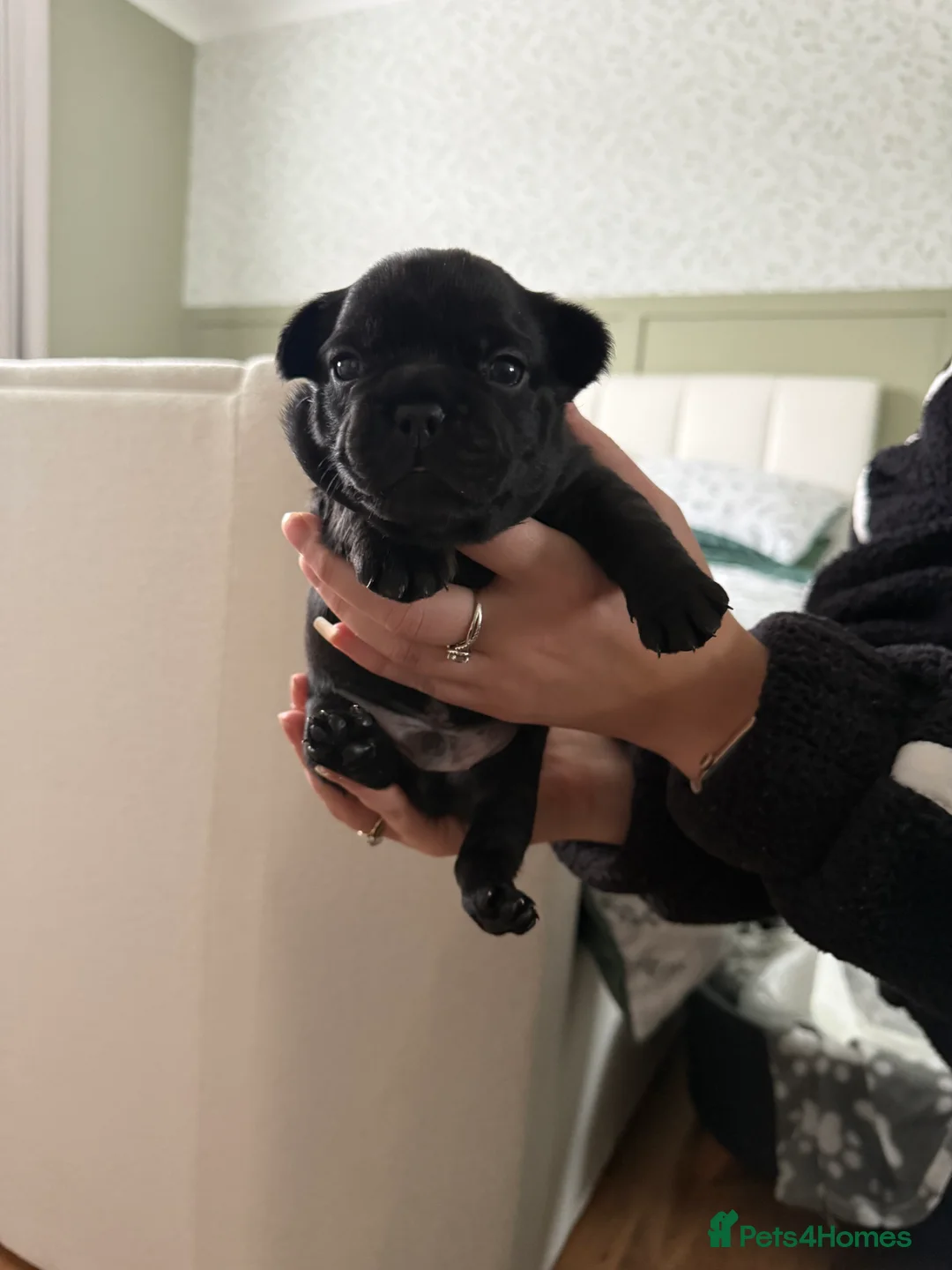 French Bulldog dogs for sale: French bulldog puppies for sale to good homes - Advert 6