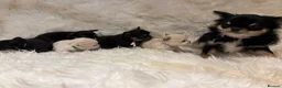 Chihuahua dogs for sale: 🐾 TINY KC registered Chihuahua puppies 🐾 - Advert 15
