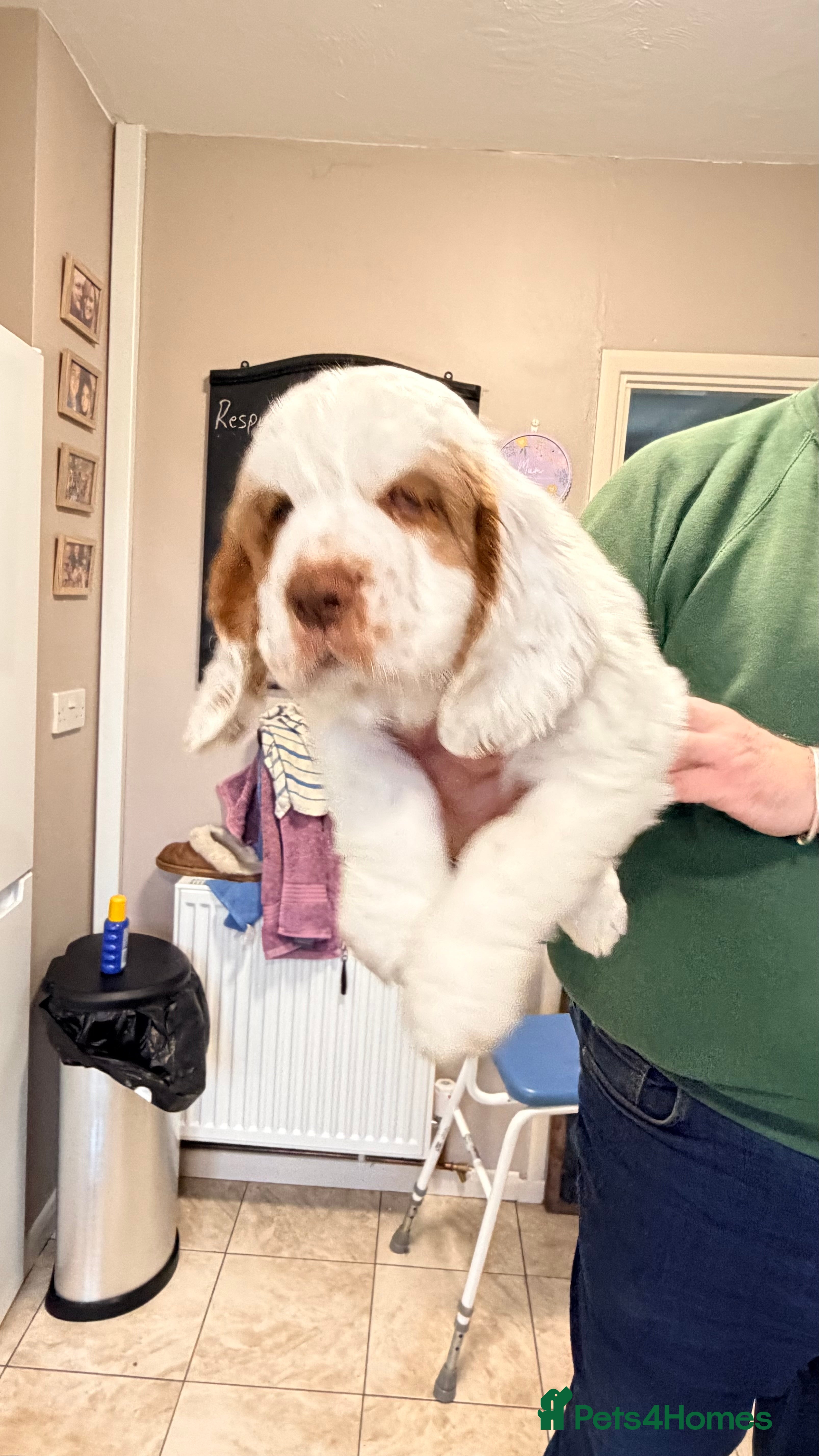 Clumber Spaniel dogs Clumber Spaniel dog puppy  - Advert 1