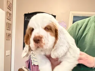 Clumber Spaniel dogs Clumber Spaniel dog puppy - Advert 12