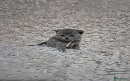 British Shorthair cats for sale: British short-hair kittens - Advert 6