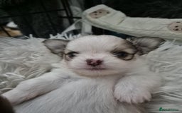 Chihuahua dogs for sale: Stunning KC registered long coat chihuahuas boys - Image 10