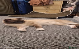 Ragdoll cats for sale: Stunning pure ragdoll male ❤️ - Image 1