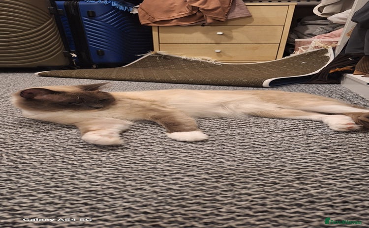 Ragdoll cats - Advert 2