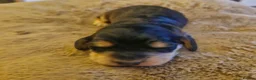 Cockapoo dogs for sale: 7 baby cockapoos for forever homes 🏡  in Northampton - Advert 4